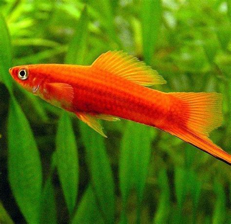 紅劍尾魚|紅劍魚:紅劍魚（Xiphophorus hellerii.var）又稱紅 